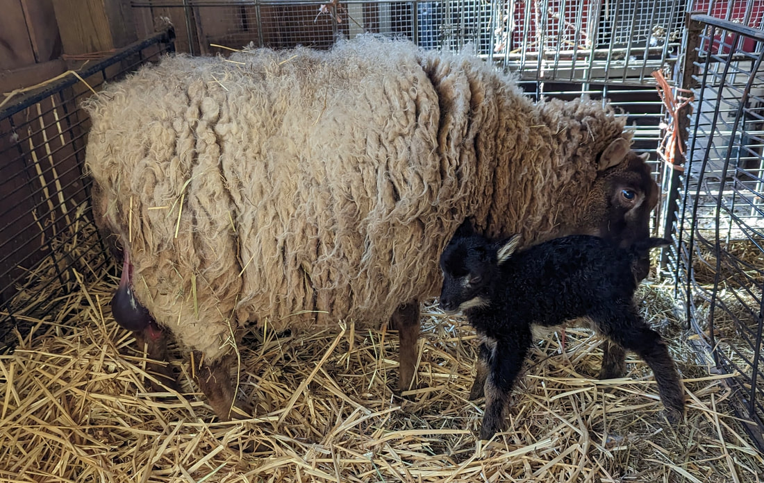 Shetland Lambs Wool Fleece Moorit Brown Scottish Island Farm Spinning Fine  Raw Fleece From a British Conservation Flock 